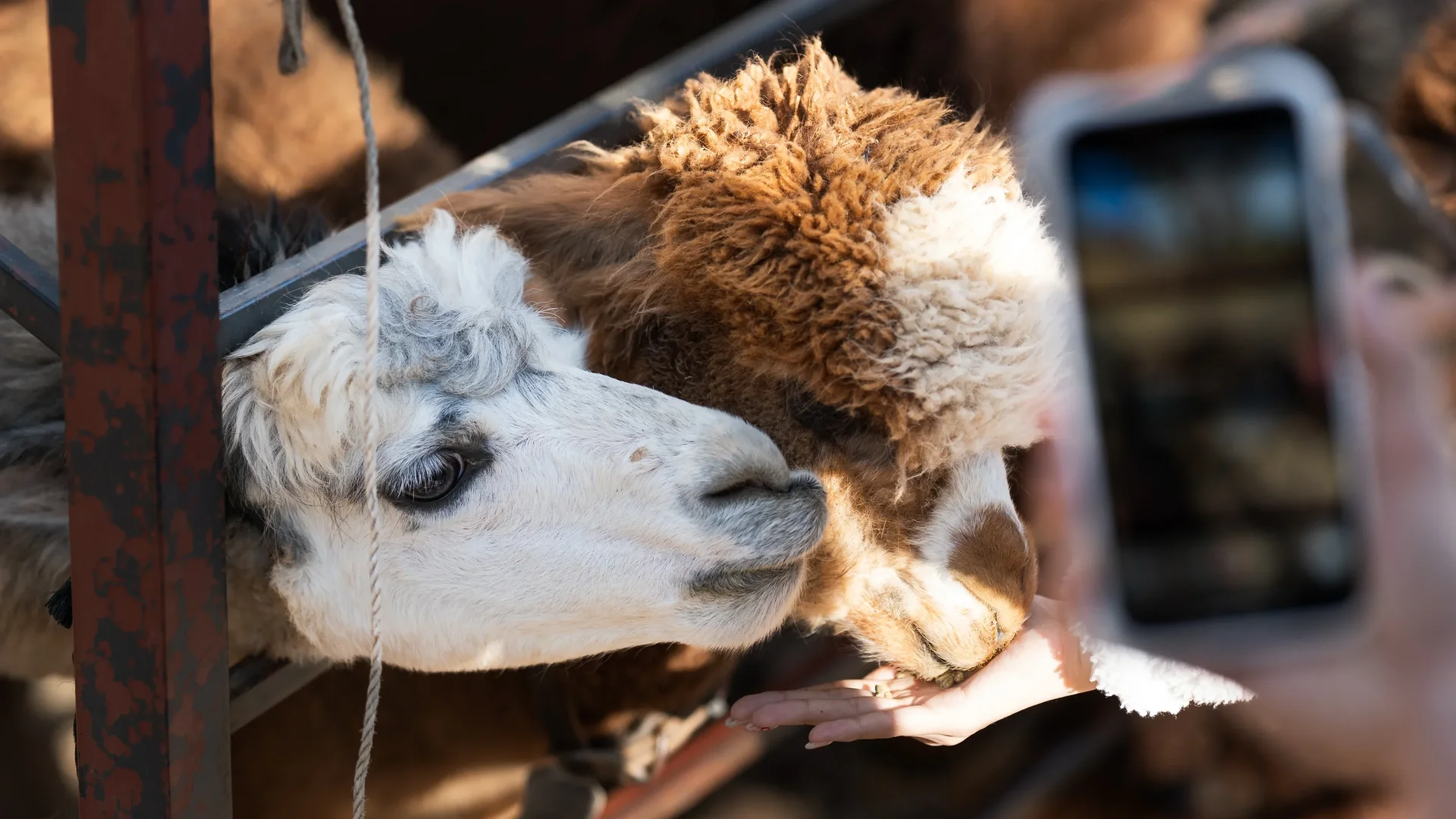 Alpaca World3