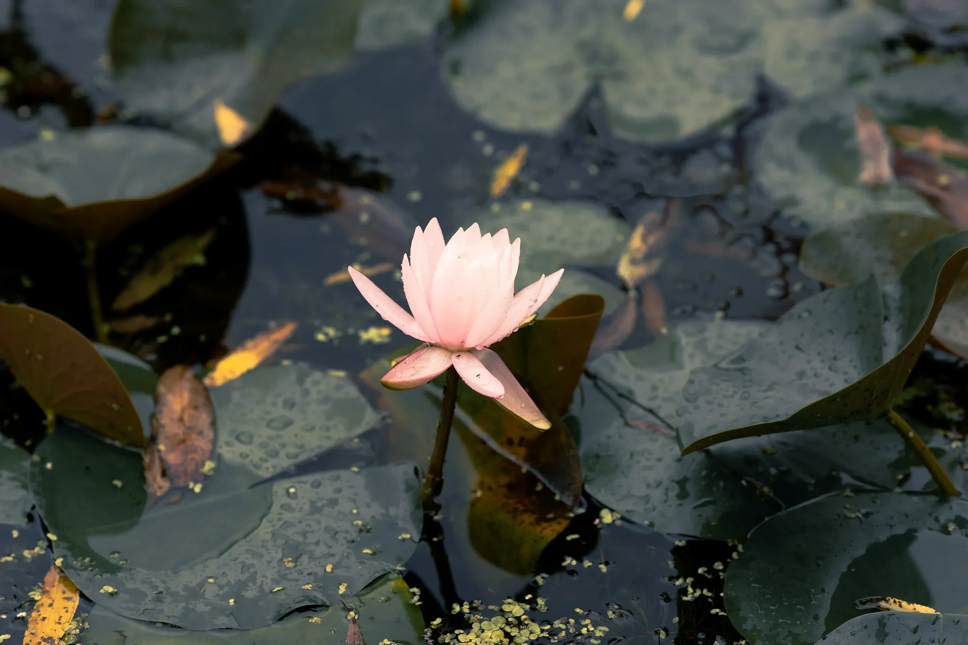 Seodong Lotus Festival In Buyeo1