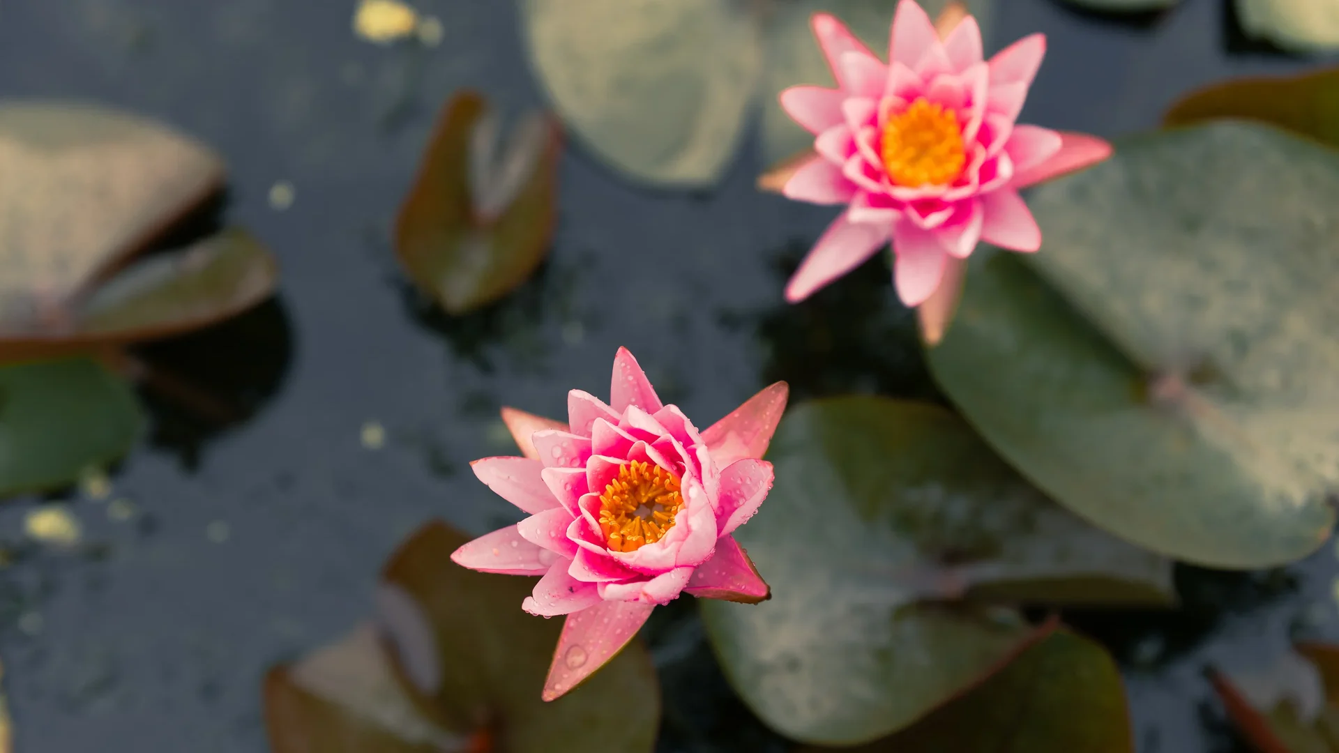 Seodong Lotus Festival In Buyeo11