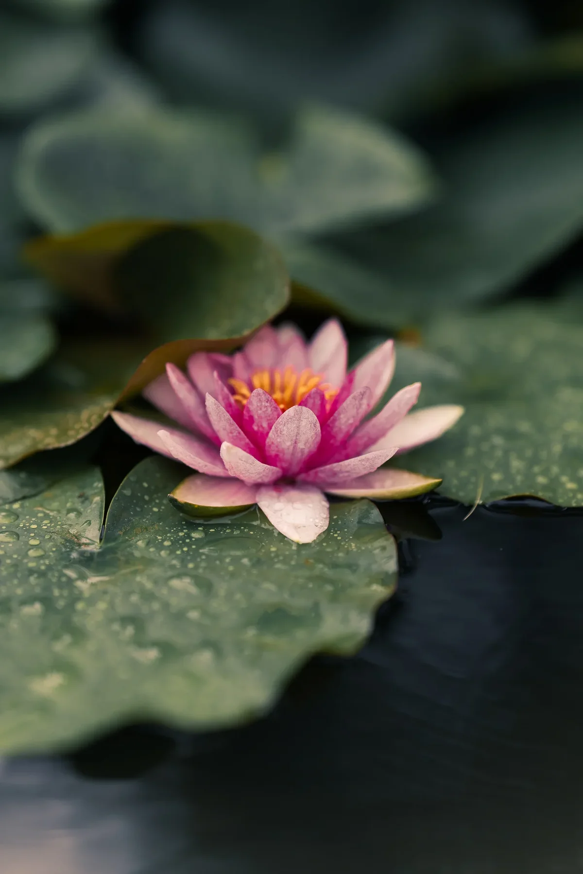 Seodong Lotus Festival In Buyeo13