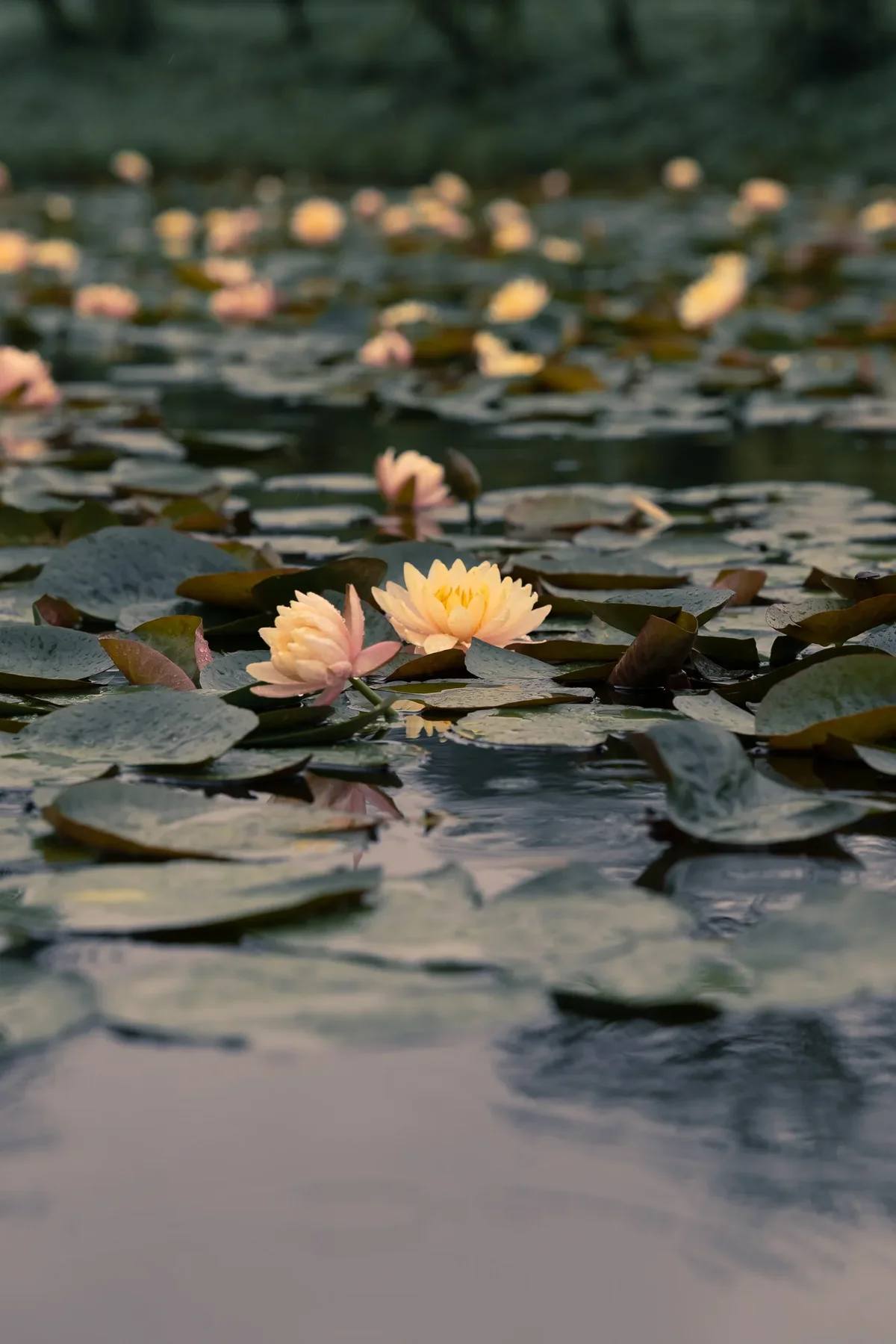 Seodong Lotus Festival In Buyeo2