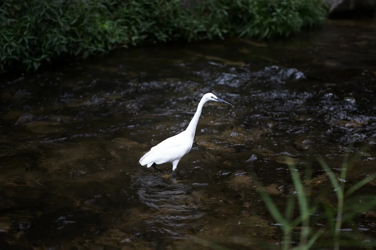 Heron On Cheonggycheon1