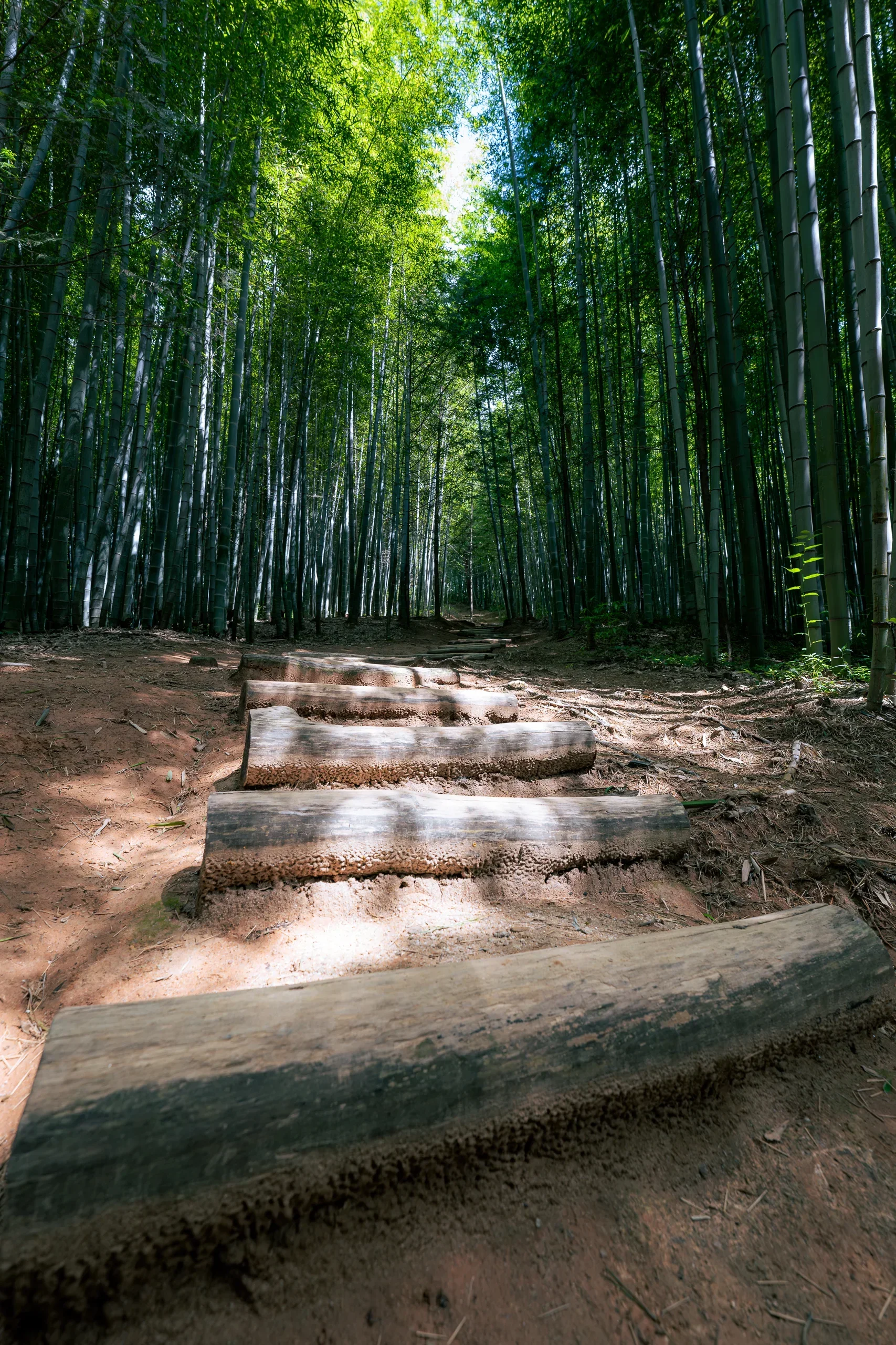 Damyang Bamboo Forest1