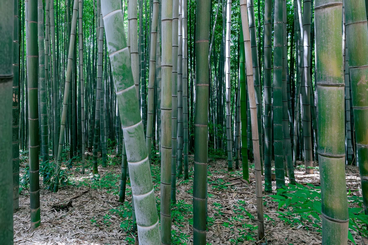 Damyang Bamboo Forest2