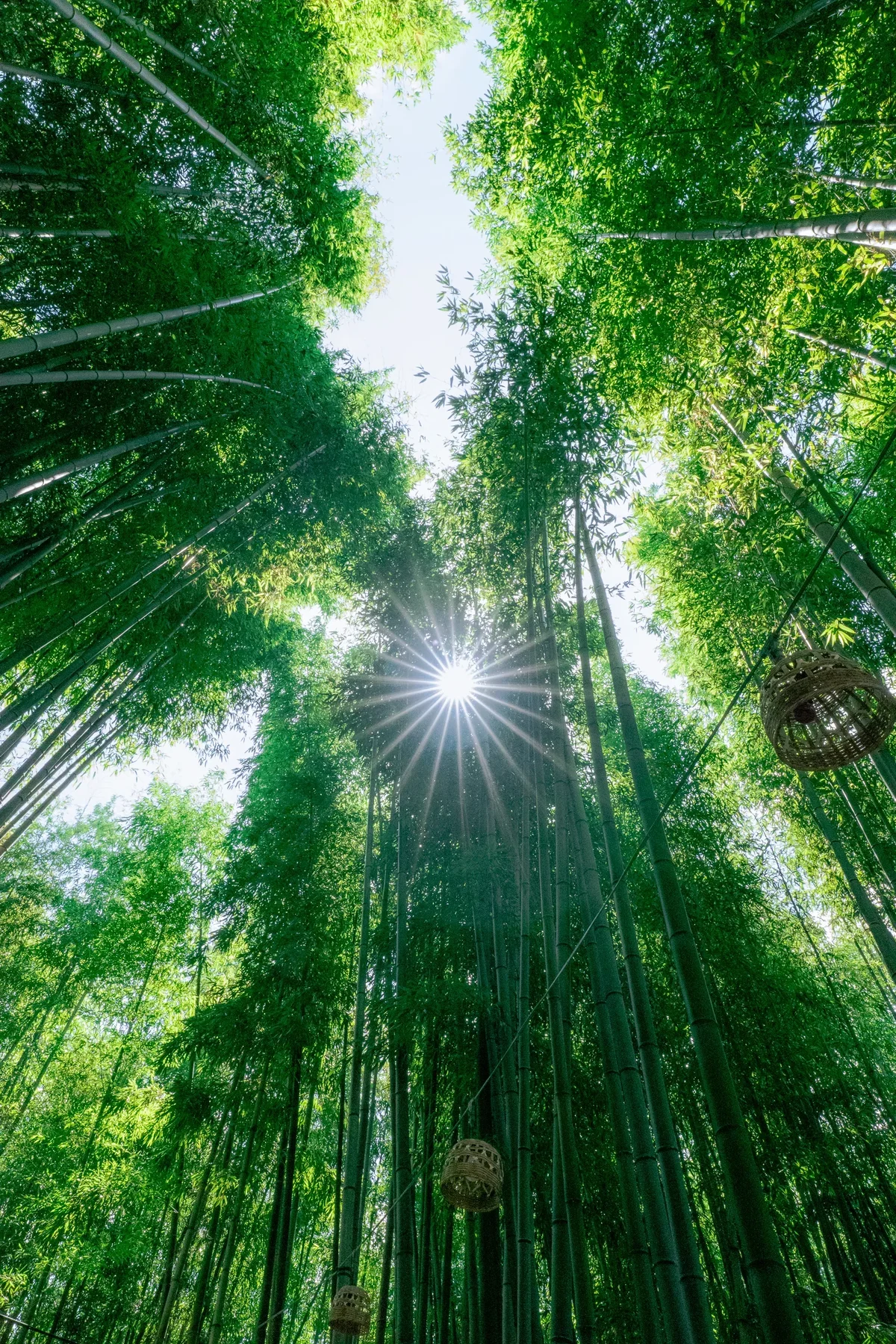 Damyang Bamboo Forest3