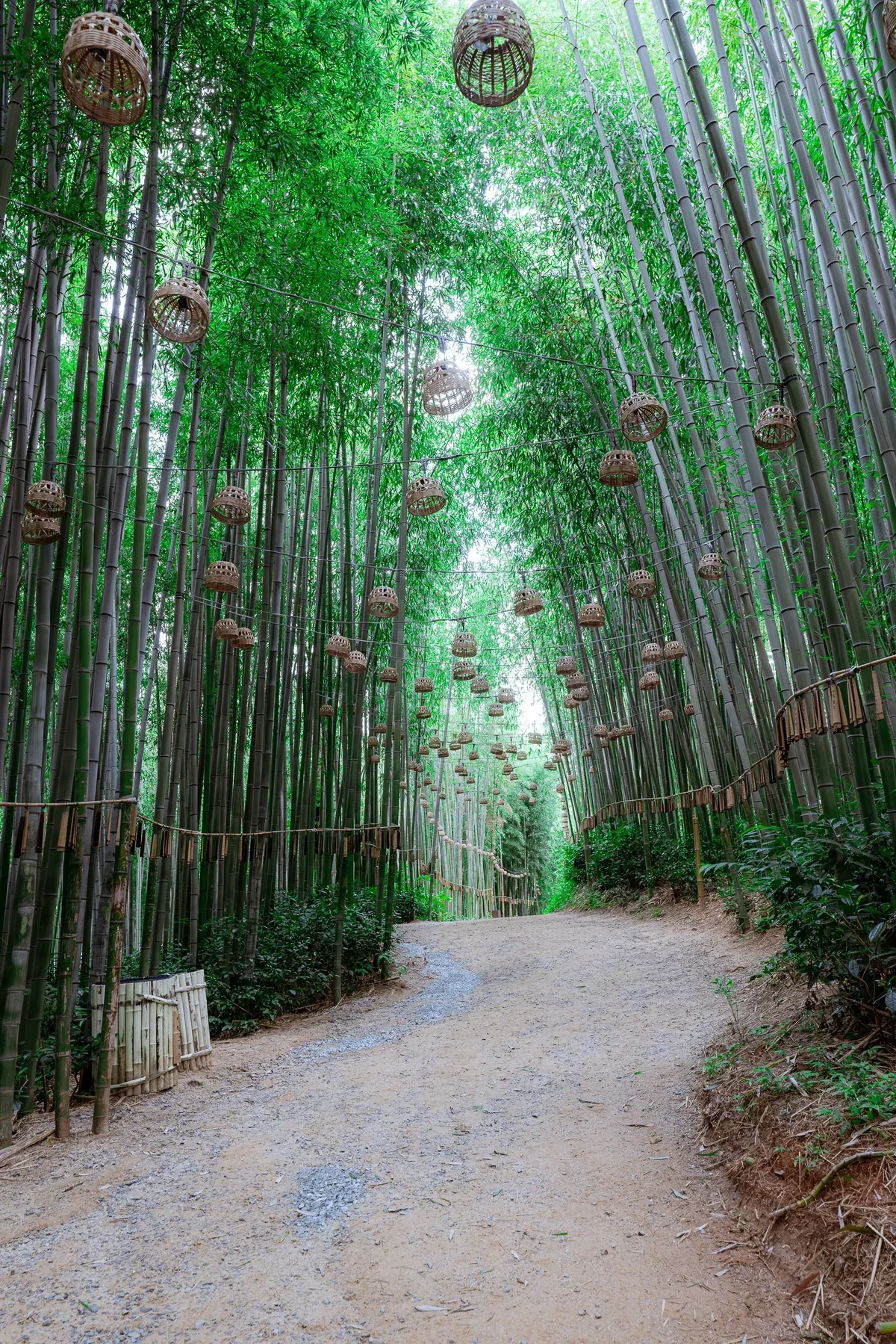 Damyang Bamboo Forest5