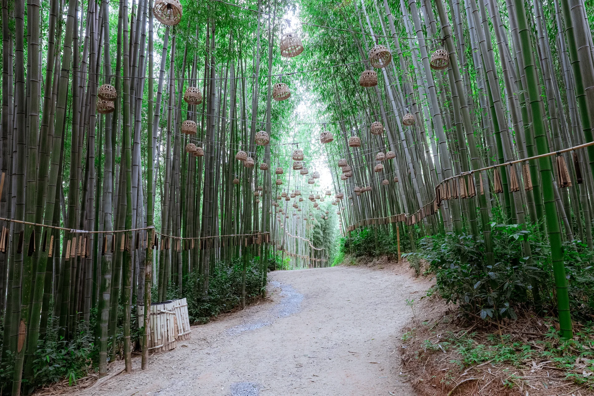 Damyang Bamboo Forest6