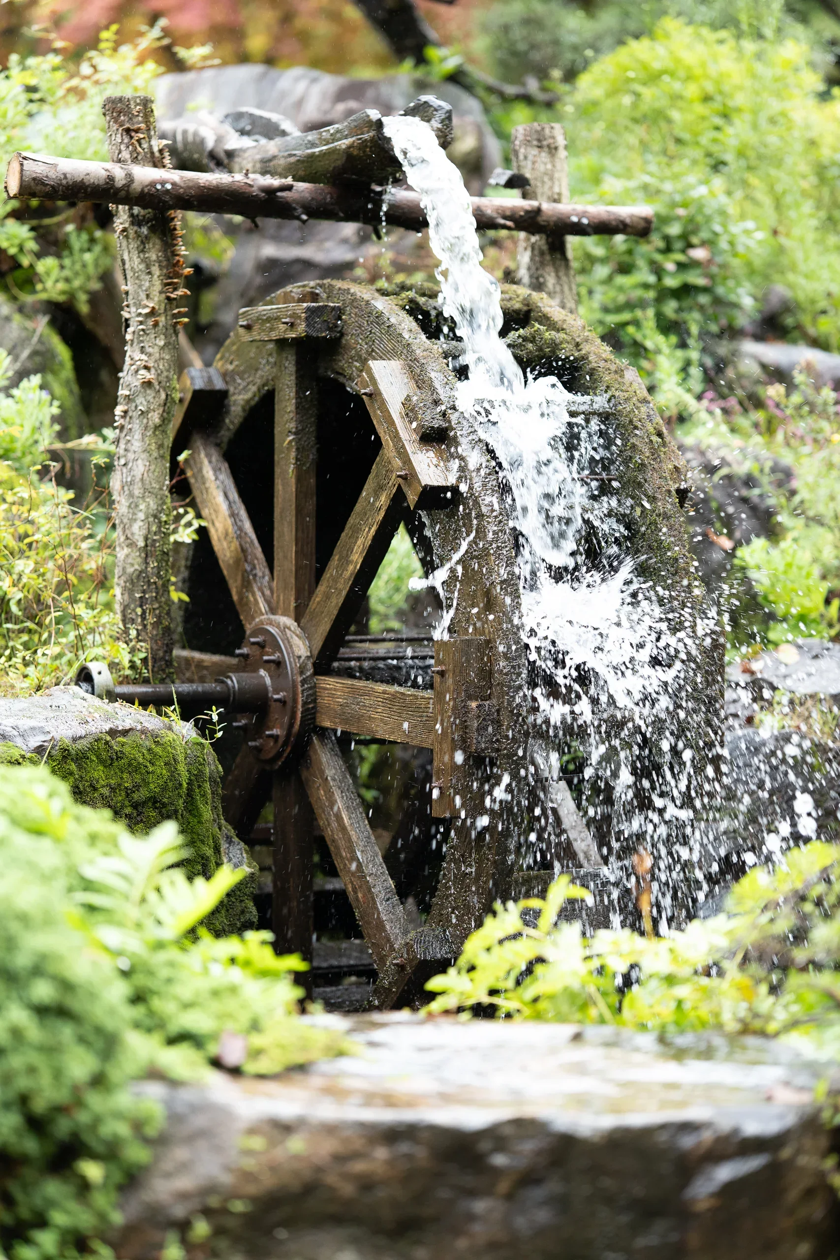 Garden Of Morning Calm1