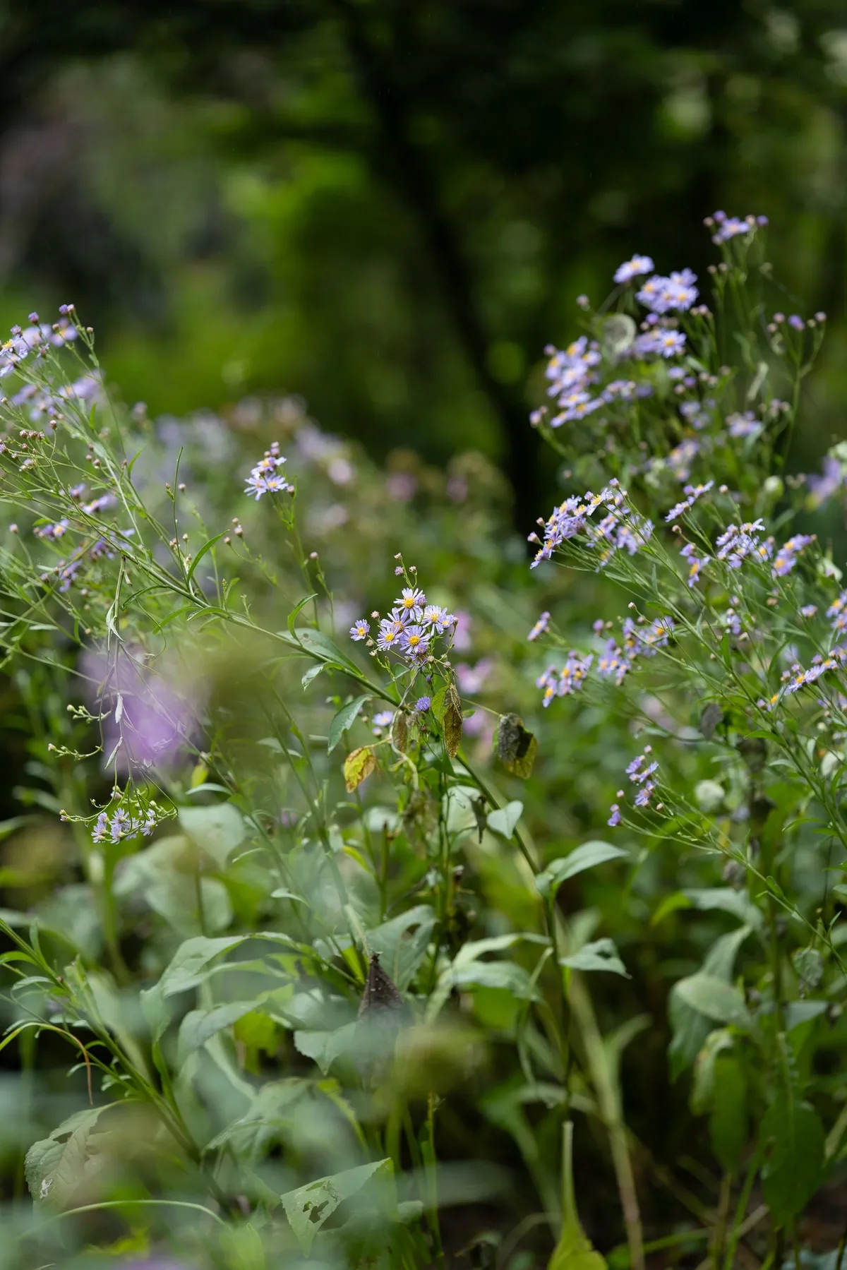 Garden Of Morning Calm2
