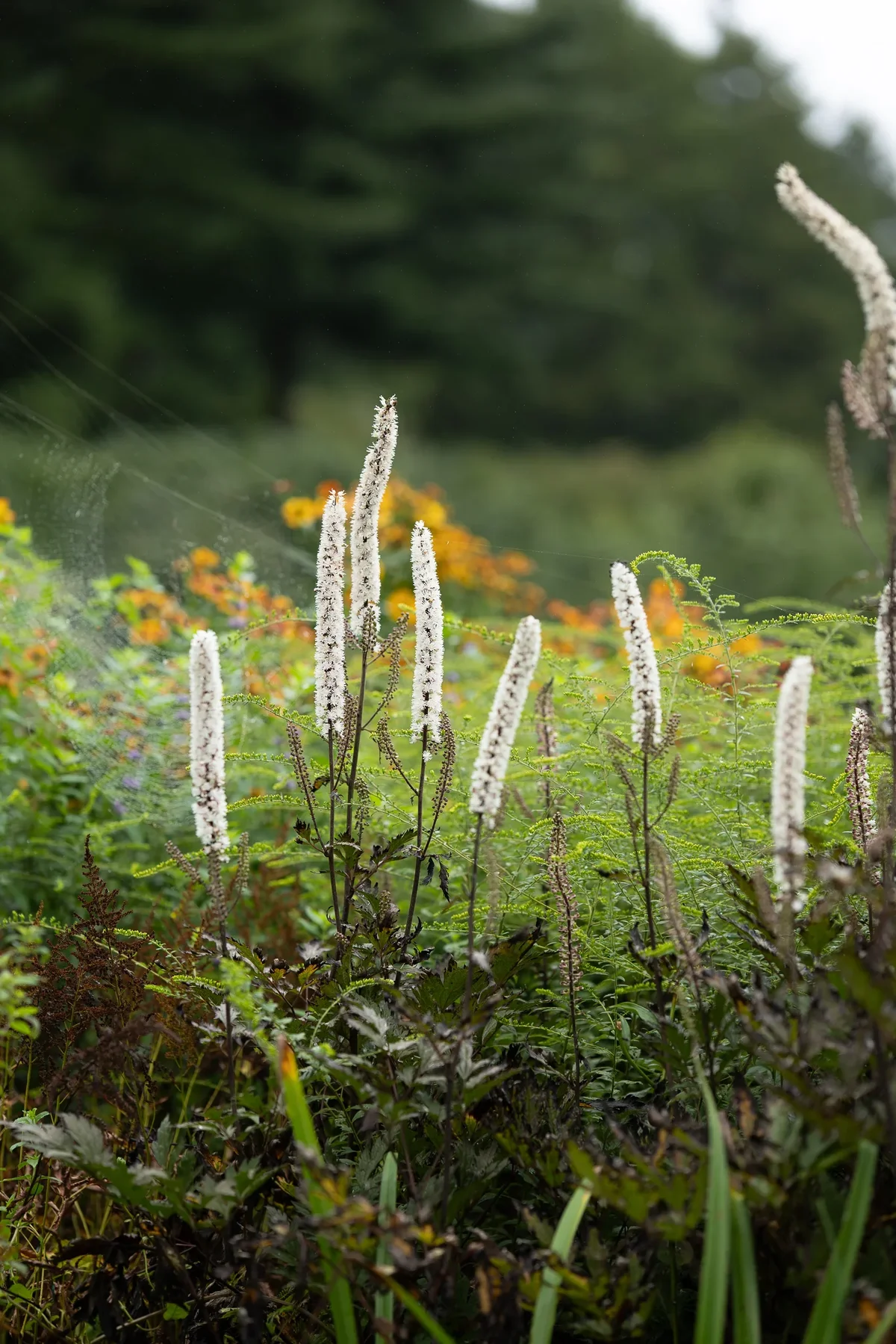 Garden Of Morning Calm7
