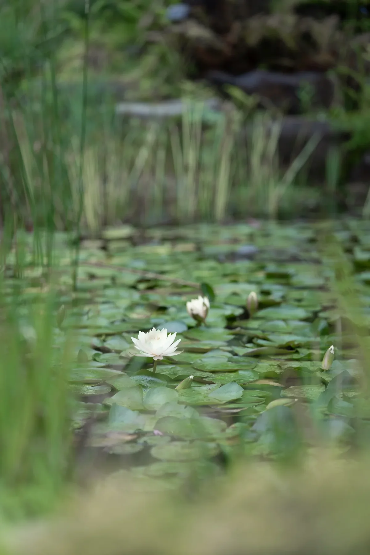 Garden Of Morning Calm8