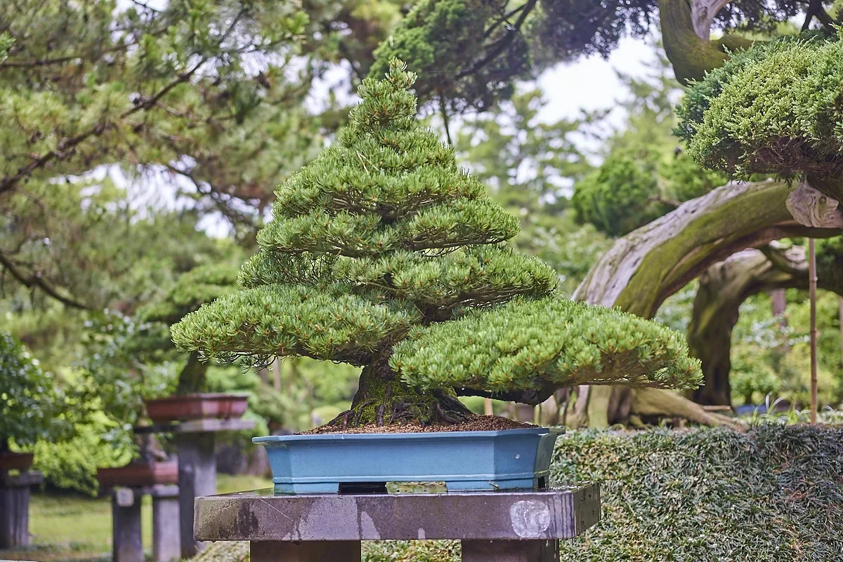 Парк Халлим. Бонсай