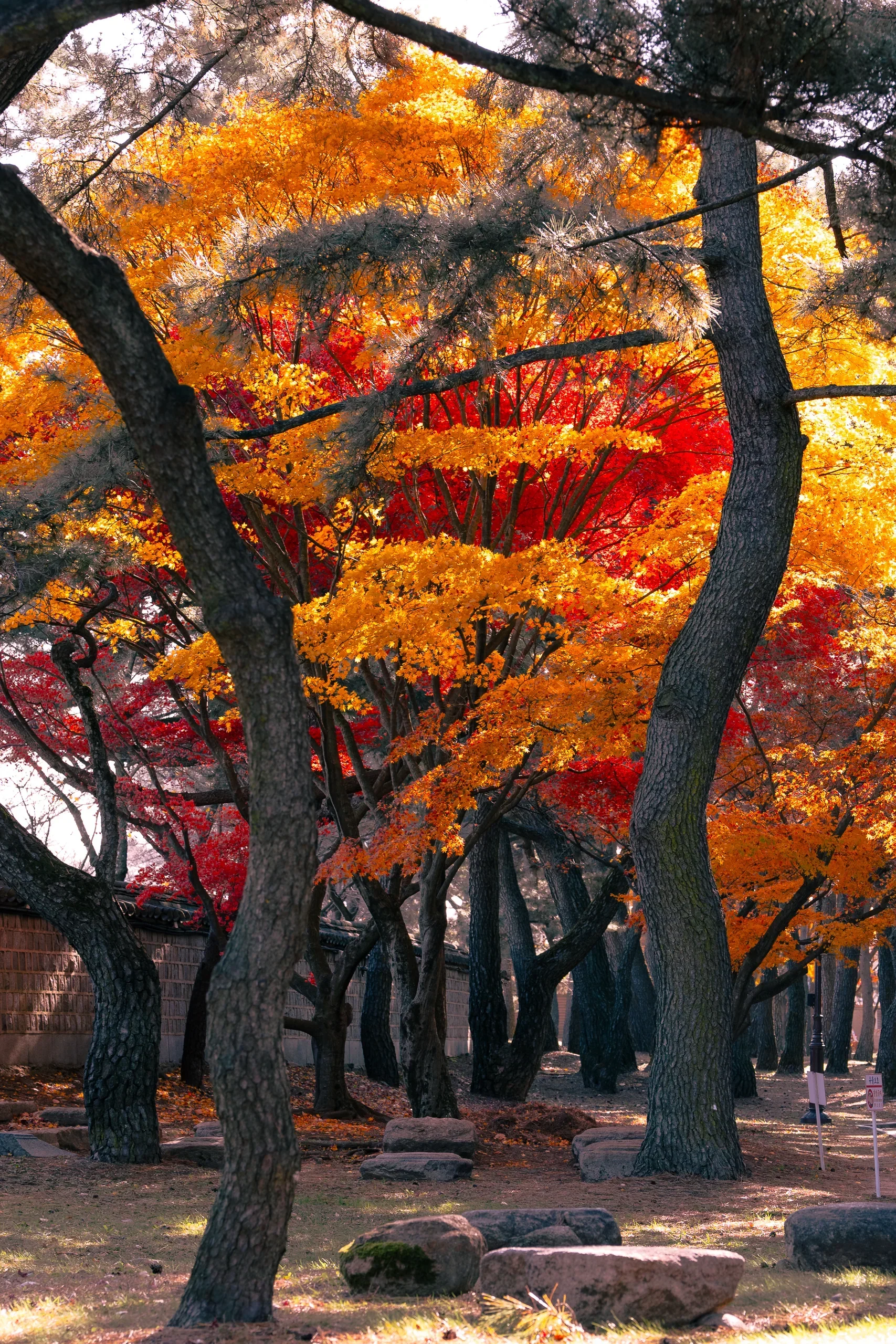 Daereungwon Maples1
