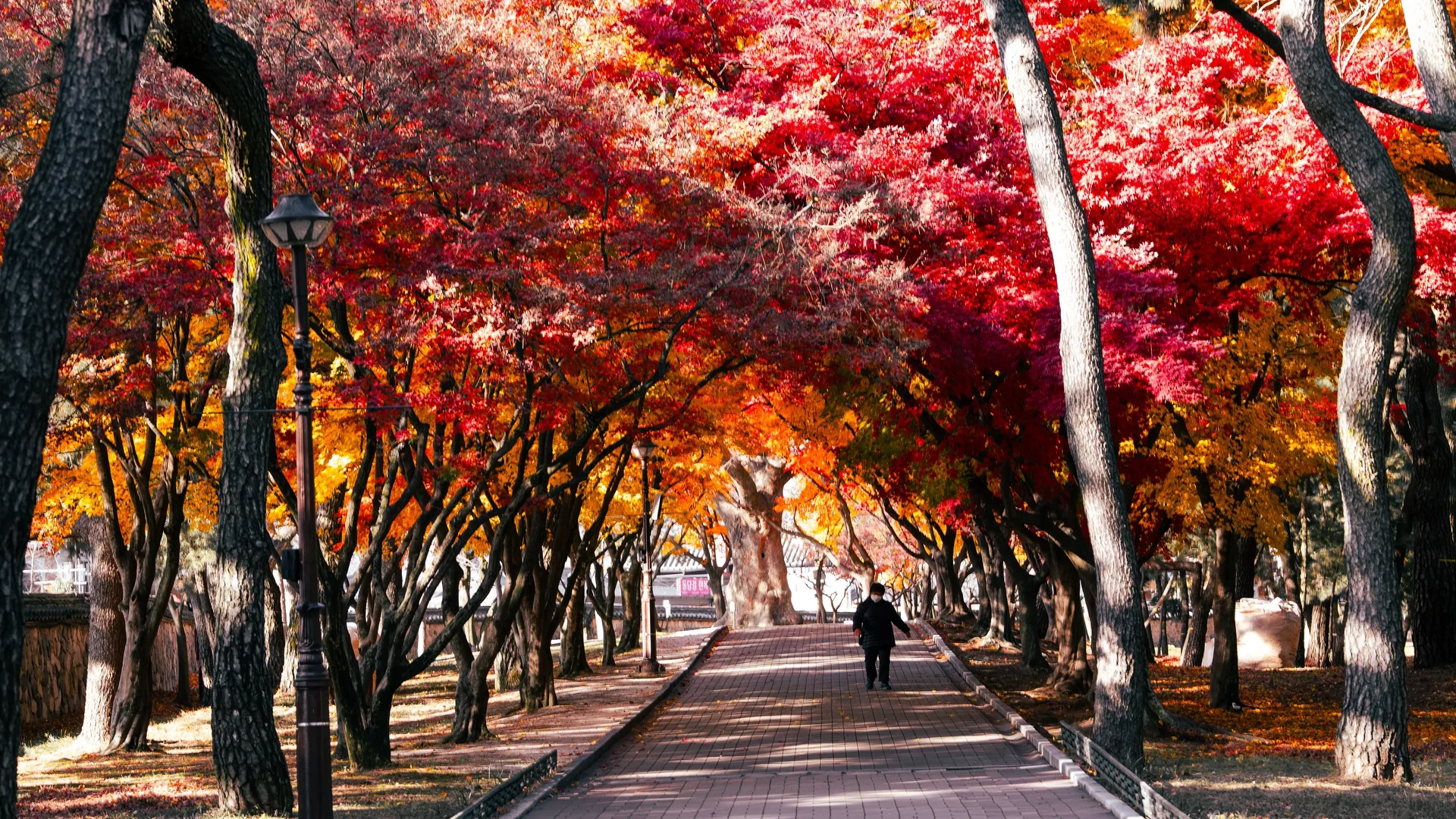 Daereungwon Maples2