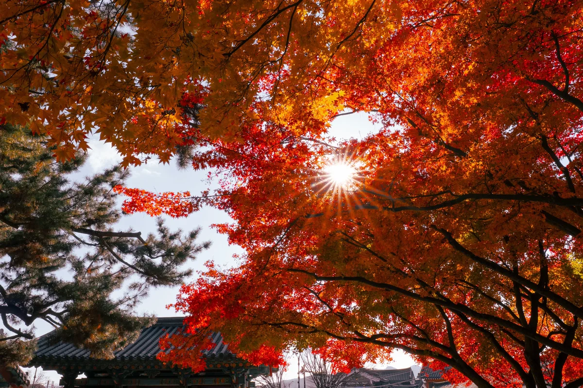Daereungwon Maples4