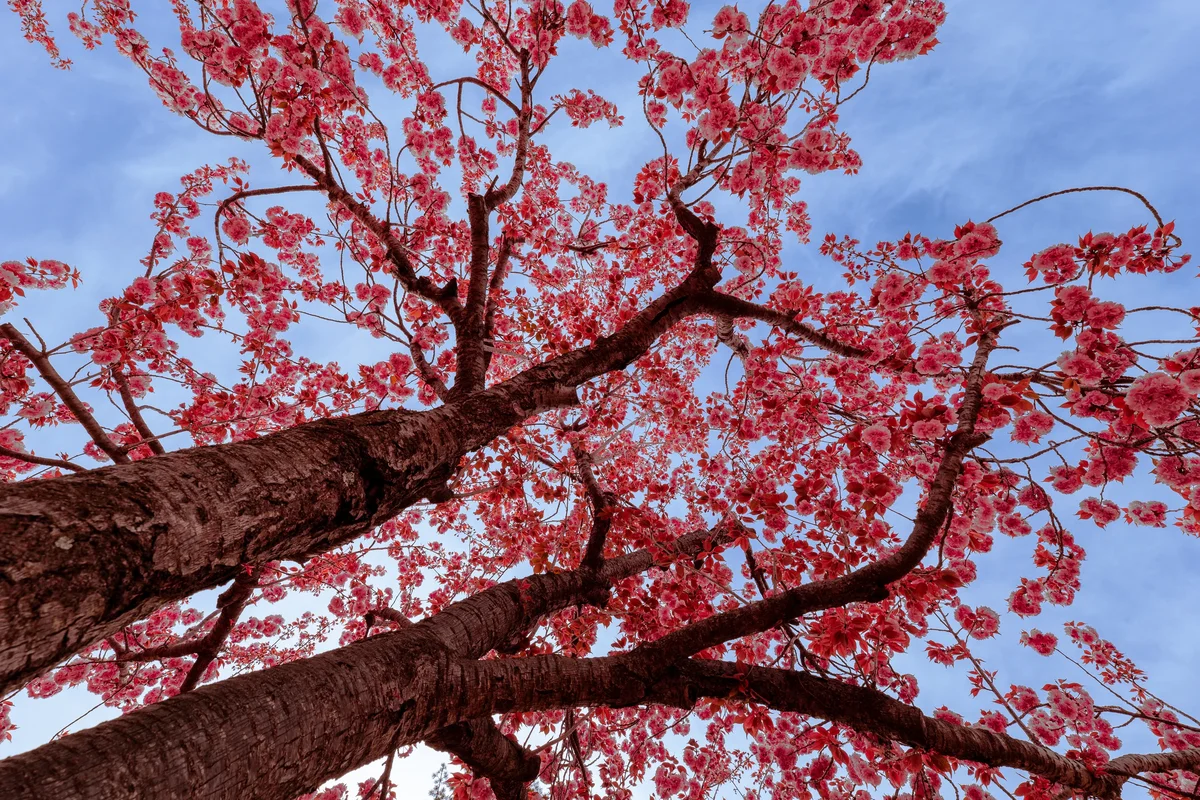 Cherry Blossums In Bulguksa Prunus Serrulata1