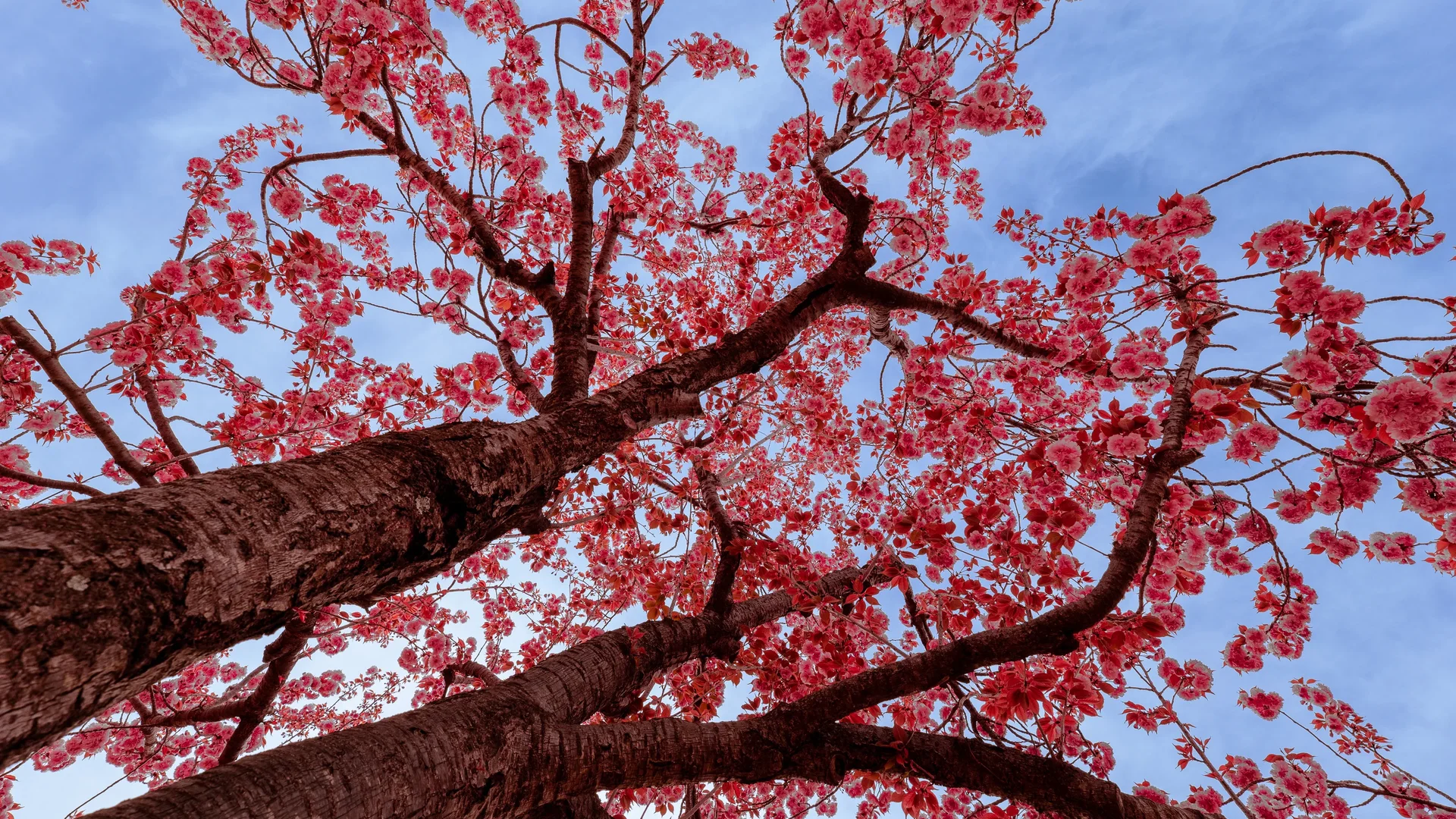 Cherry Blossums In Bulguksa Prunus Serrulata1