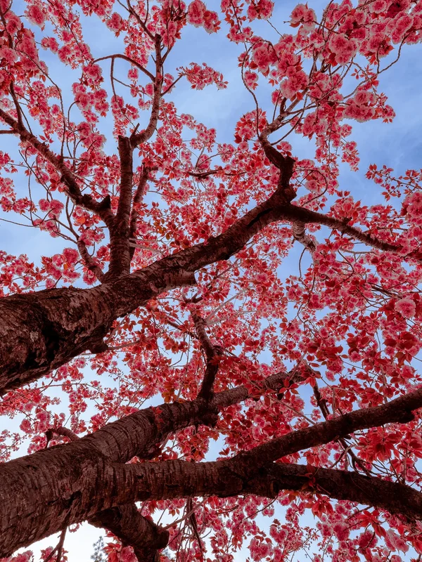 Cherry Blossums In Bulguksa Prunus Serrulata1