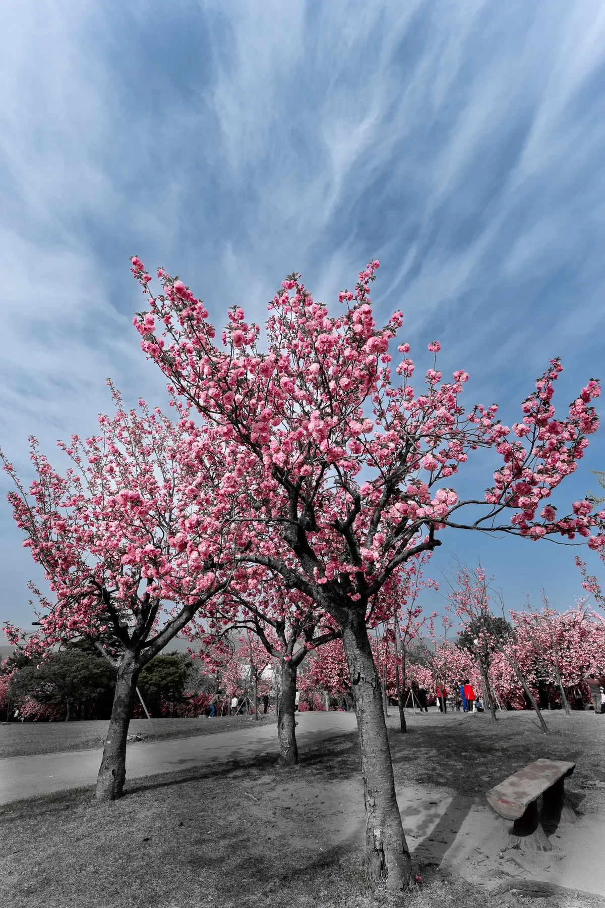 Cherry Blossums In Bulguksa Prunus Serrulata2