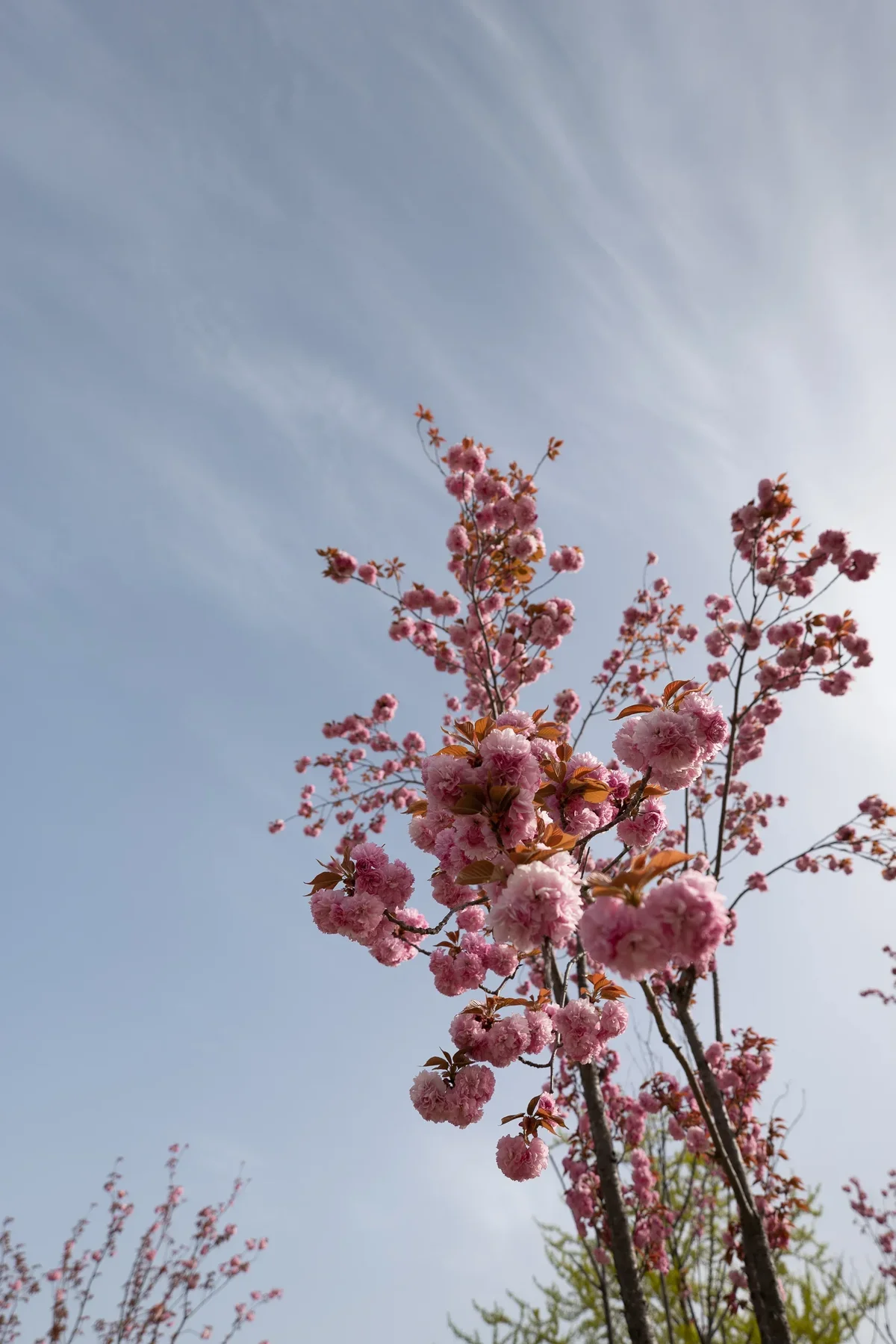 Cherry Blossums In Bulguksa Prunus Serrulata5