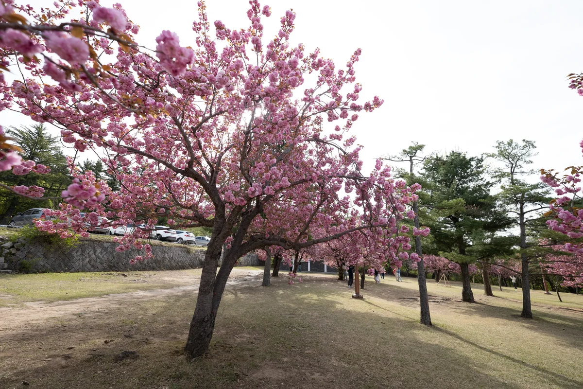 Cherry Blossums In Bulguksa Prunus Serrulata6