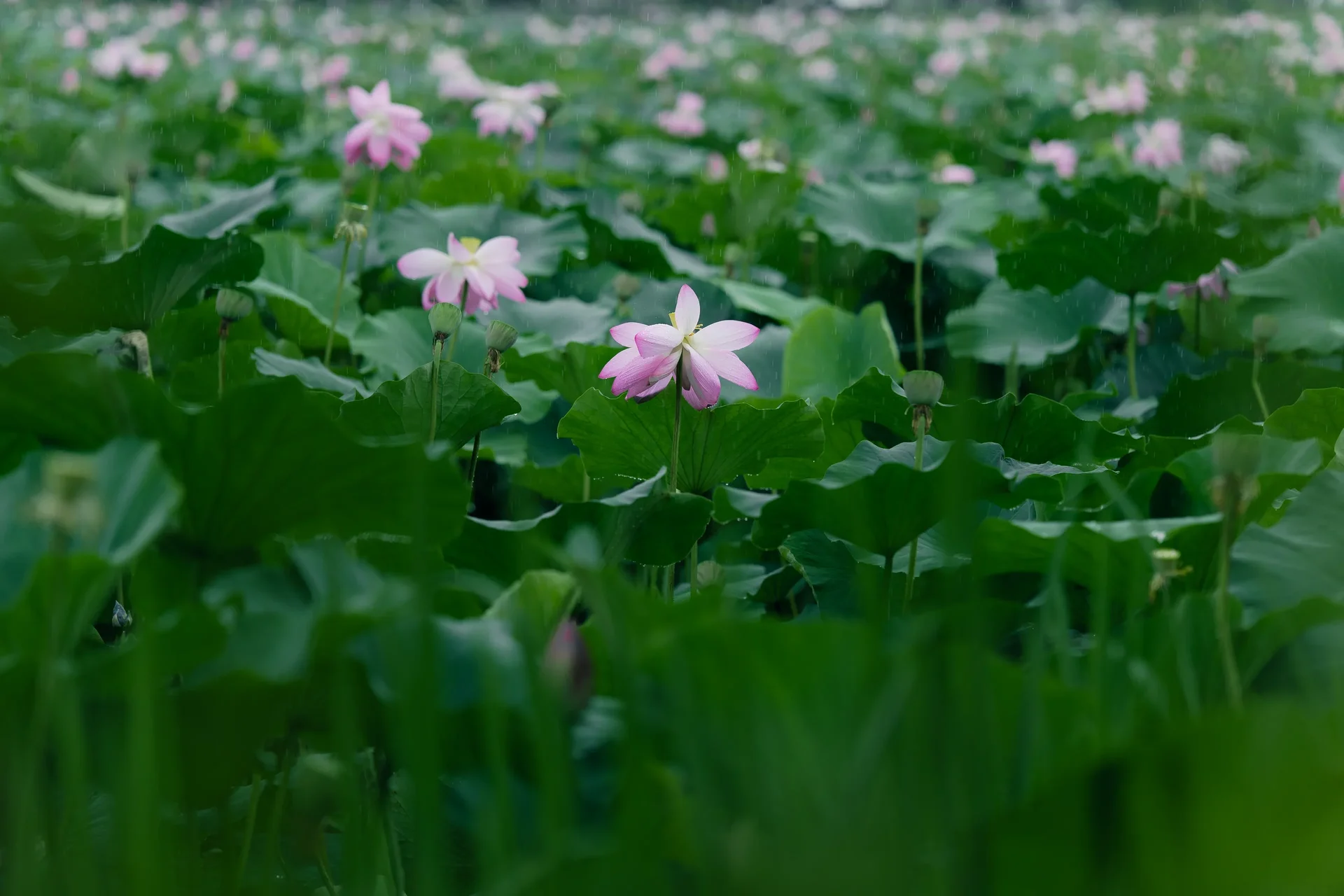 Semiwon Garden And Lotuses10