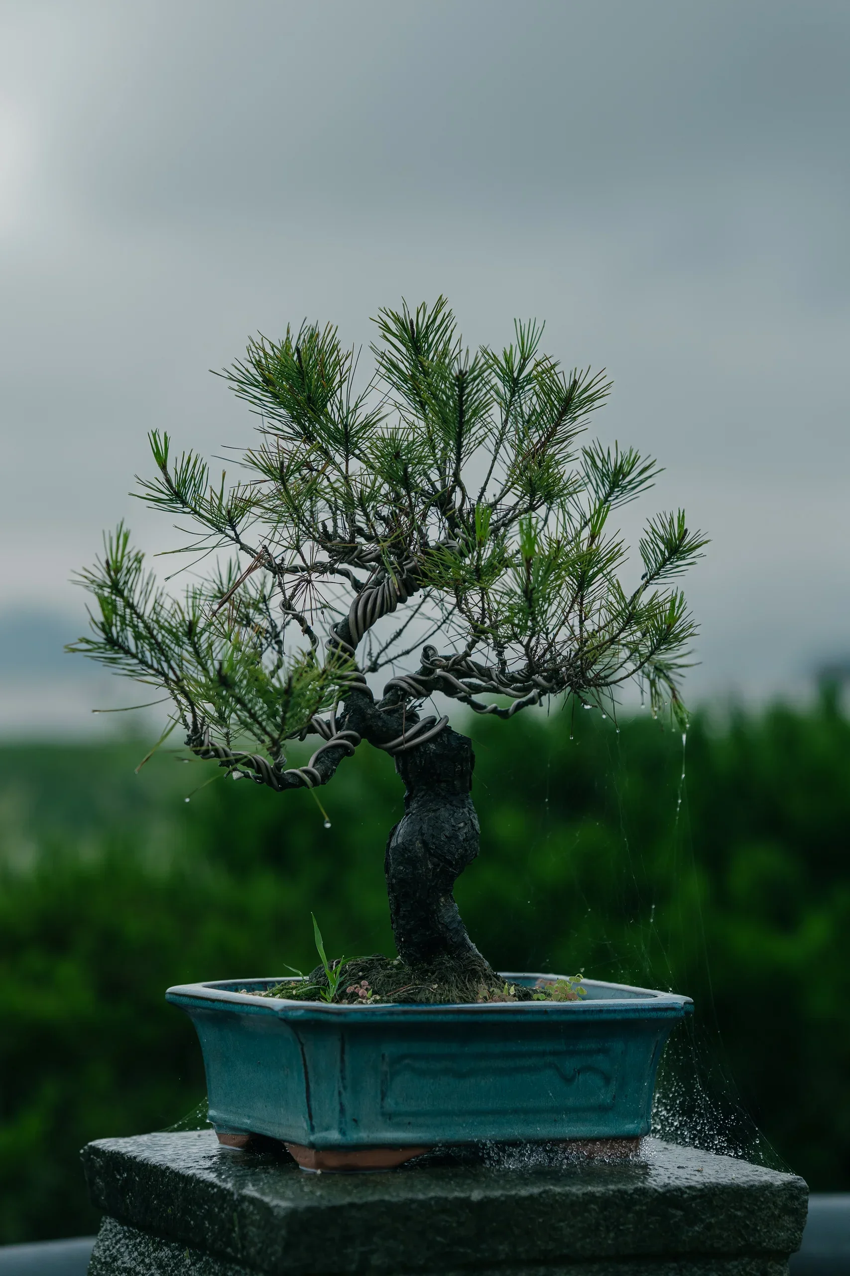 Semiwon Garden And Lotuses3