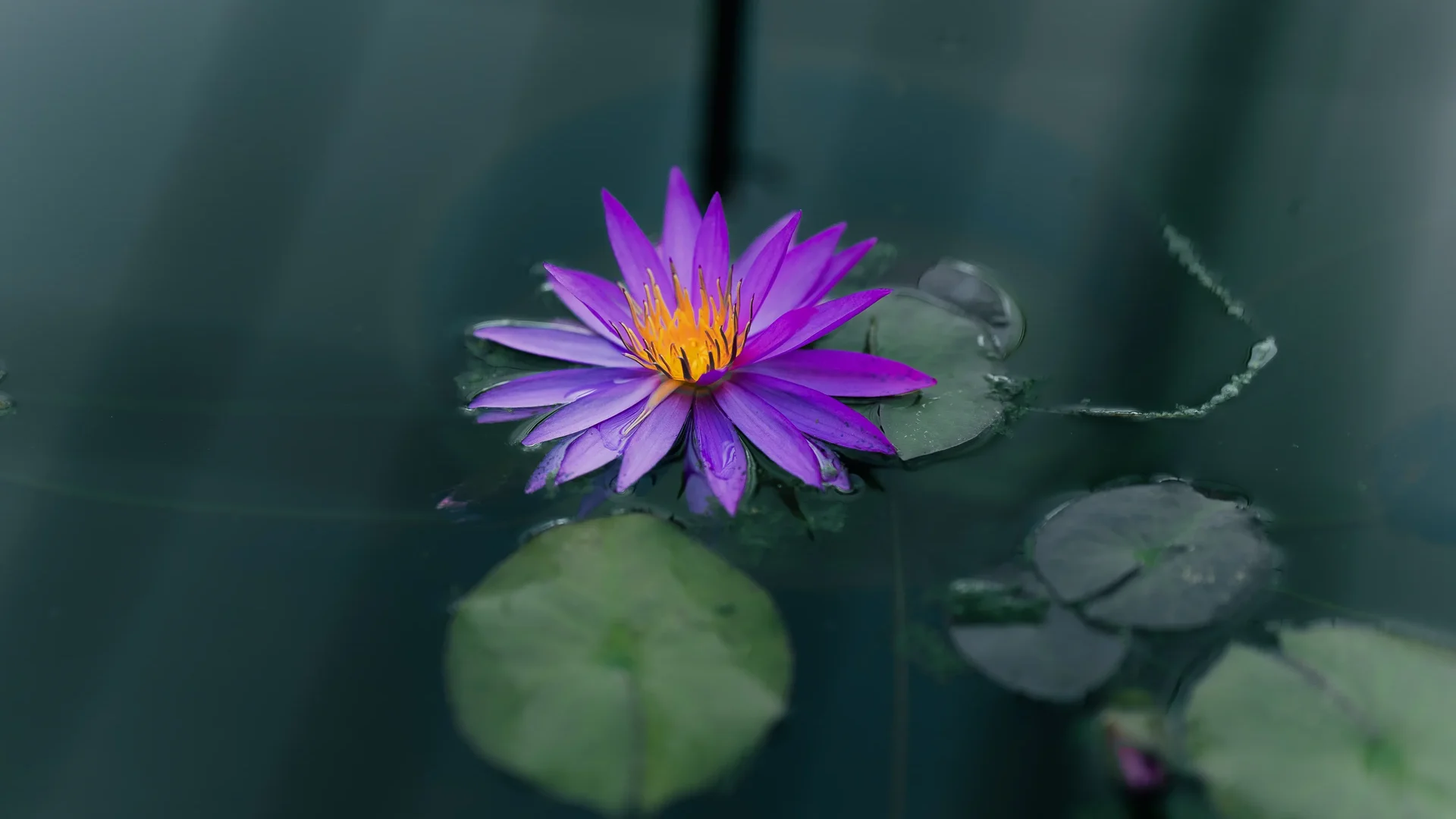 Semiwon Garden And Lotuses9