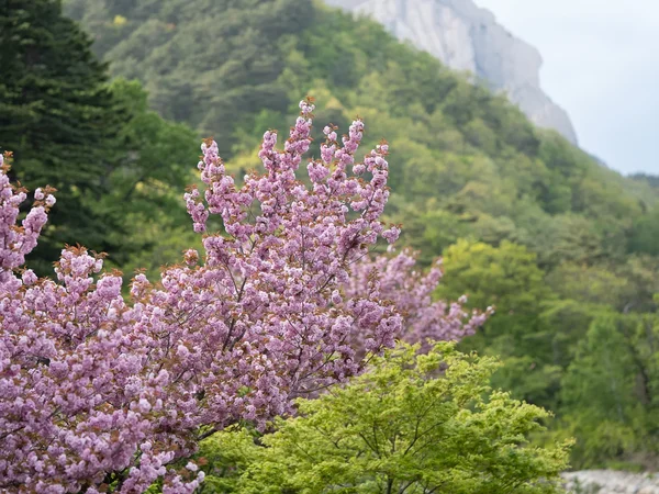 Seoraksan National Park5
